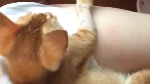 Cats with great imitation skills