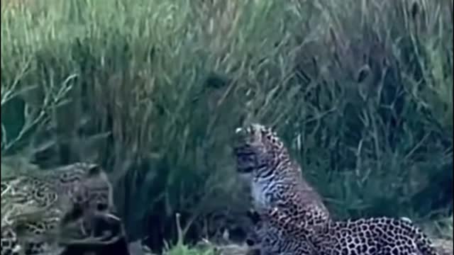 Do you know what the animal was that scared these three leopards?