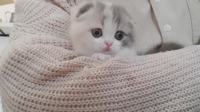 Cute kitten with tiny legs