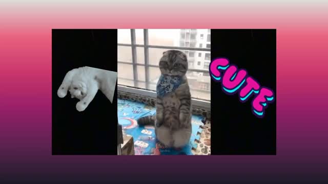 😻Best Funny Cats 😹Funny Cat Reactions -Try Not To Laugh!