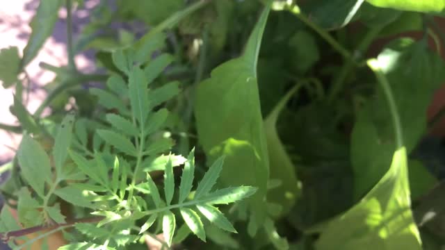 Mid September garden tour