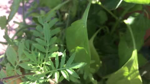 Mid September garden tour