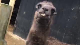 Alpaca with Attitude Spits