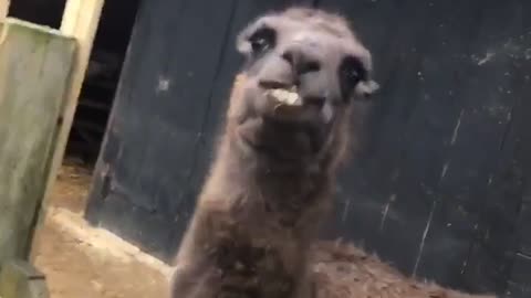 Alpaca with Attitude Spits