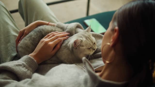 Woman petting cat lying on sofa in living room. Female owner stroking grey kitten close-up