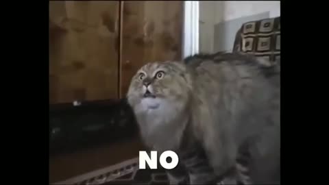 Funny_cat_video