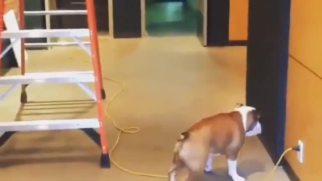 Dog doing funny things