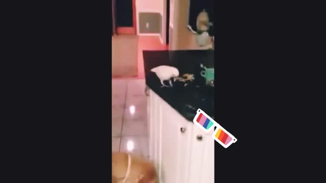 Funny compilation of cats and dogs