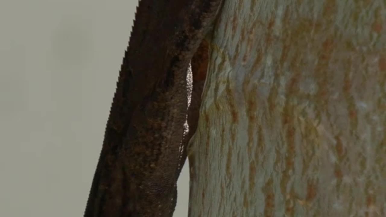 Lizard Hanging Out on a Papaya Tree