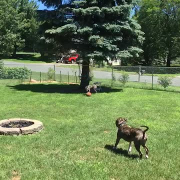 Playing fetch with big basketball