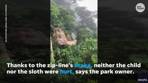 Sloth falls onto zip-line, halts ride through rainforest