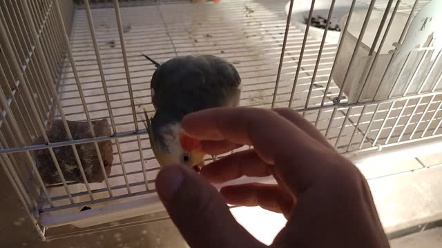 Good morning cockatiel