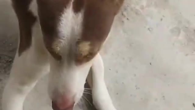 Dog is doing ding dong || Funny dog Must watching this Video