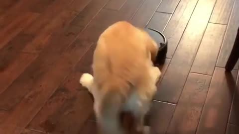 Best Funny Animal Videos 2022 😺 Funny Dog Videos 2022 😁 Funniest Dog Videos 😁😇