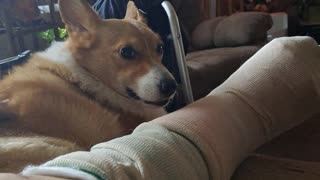 Corgi keeps me company