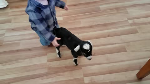 Baby playing with Goats Baby's Rumble Cute Video #RUMBLEVIDEO