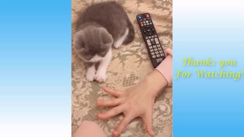 Cute Baby Animals Videos Compilation #19 | Cute and Funny Moment of the Animals