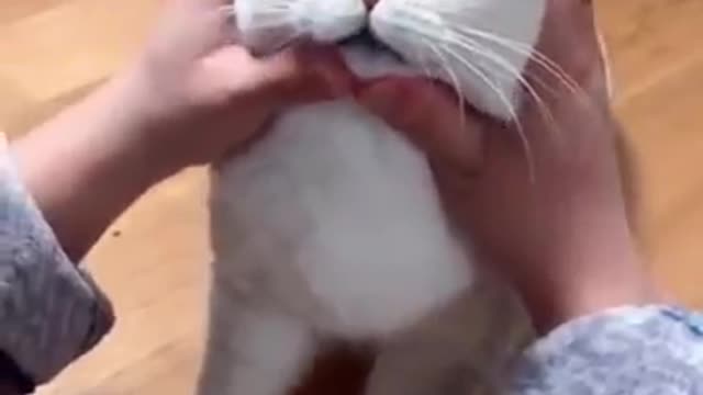 Funny cat like tiger