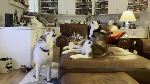 Corgi Puts Up With His Husky Roommates' Racket