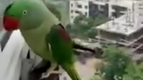 Funny Parrot calling mom