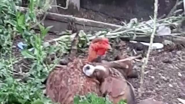 Chicken Adopts Litter of Puppies
