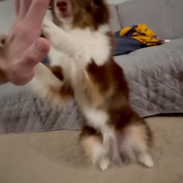 When you feed pickles to the dog