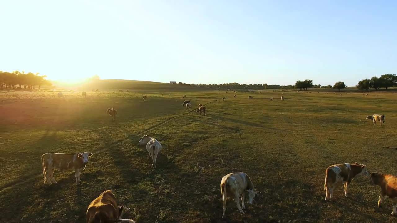 Aerial view of summer countryside with grazing cows