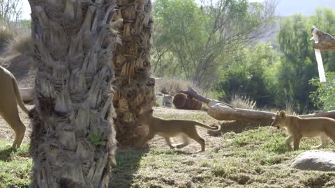 Lion Cubs Meet Dad for the First Time