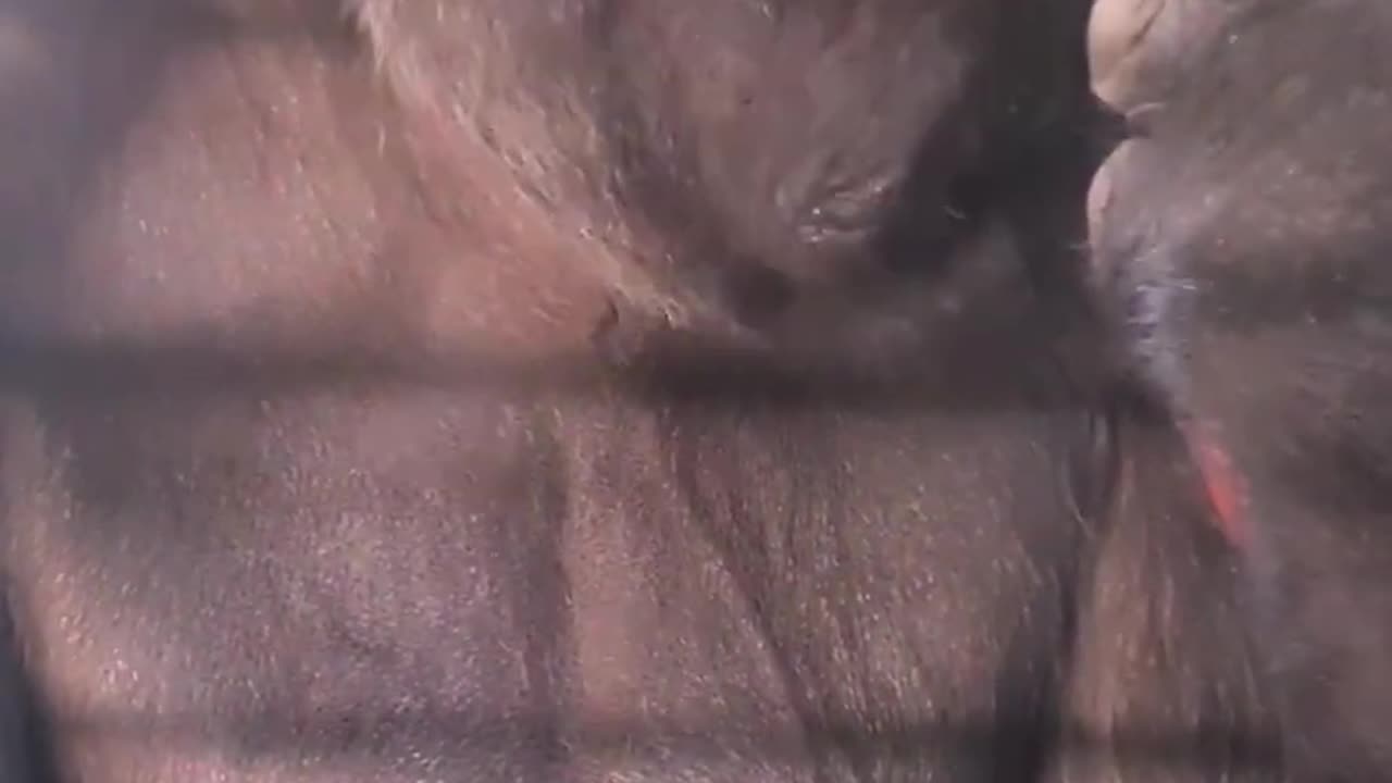 Gorilla eating, extra crunchy! #gorilla #eating #asmr #satisfying