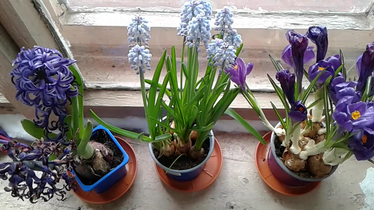 Blaszkodziobe, kuraki i jemiołuszka