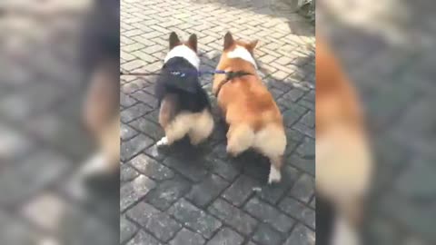 I just watched two Corgis walking