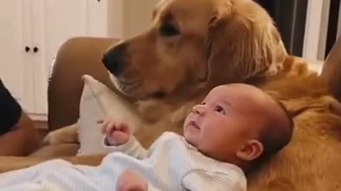 Baby Fanny and baby father's dog comedy