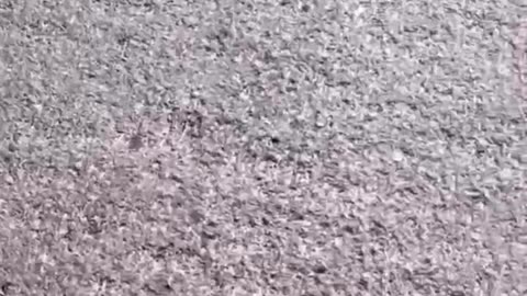 Israel strikes civilians fleeing Gaza