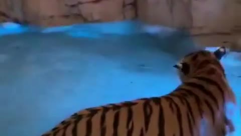 Tiger gang party