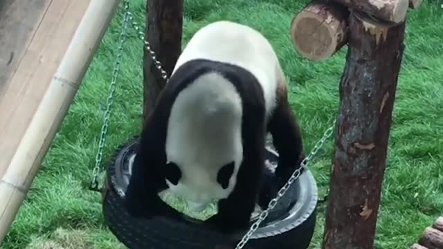 panda bear playing on his favorite