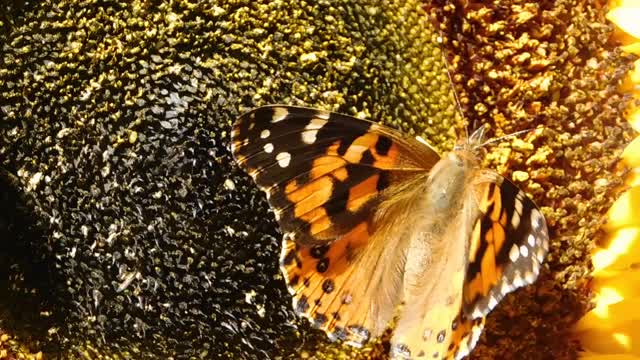 Perspective on Monarch Butterfly Perched On A Flower