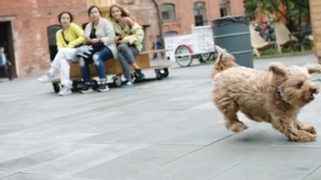 Brown Dog Running Free