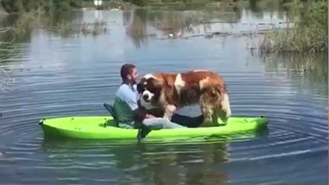 Giant dog knocks man into lake