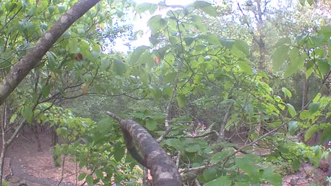 Titmouse in the branches