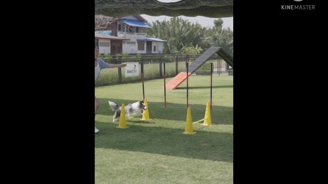 Heiniu - The Dog Training Video