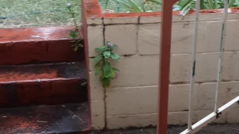 rain in at my place