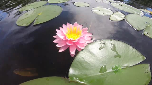 Water Lily