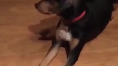 Funny Dog Fails 2021 🤣