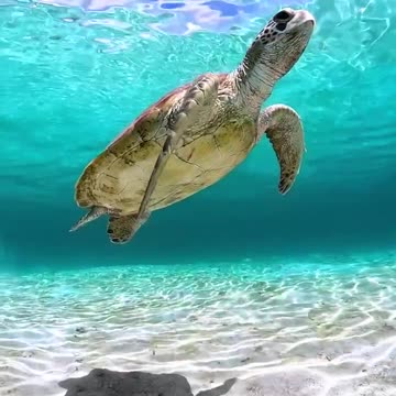 Suspended turtle 😍