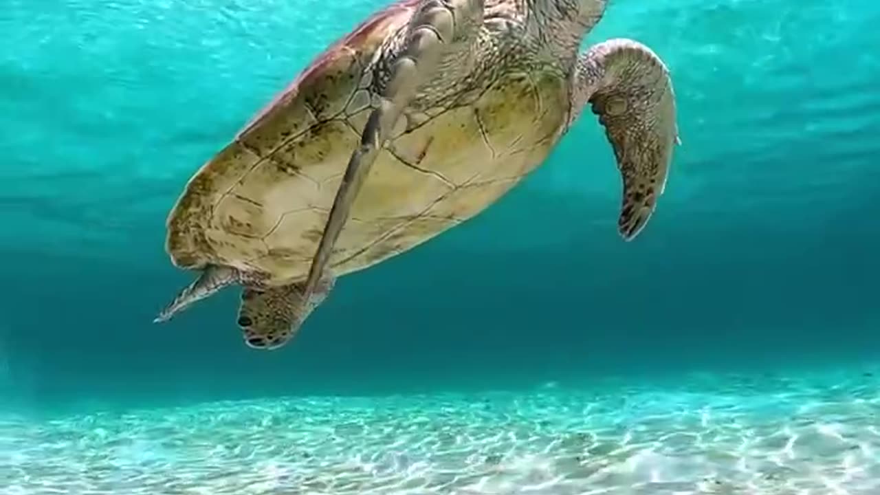 Suspended turtle 😍