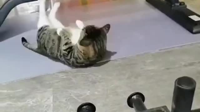Cat Making a Packs