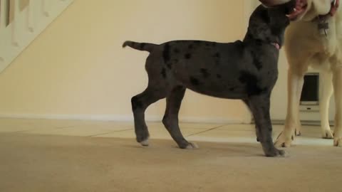 Dogs Playing