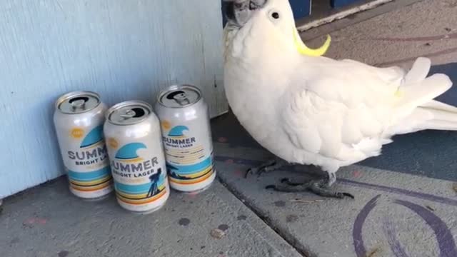 Cockatoo Wants a Cold One