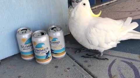 Cockatoo Wants a Cold One