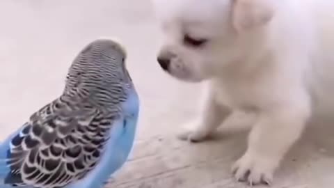 Cute puppy and parrot